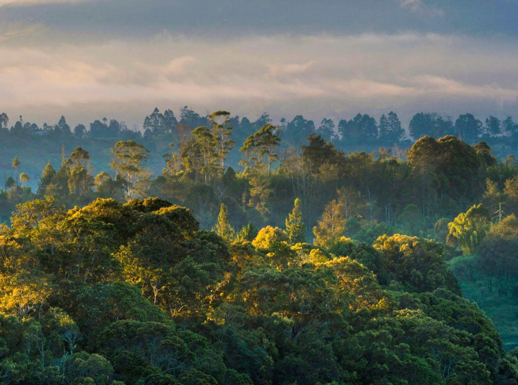 An overhead origin photograph of the Western highlands of Papua New Guinea, where Peet's Kopi-Kuta is grown